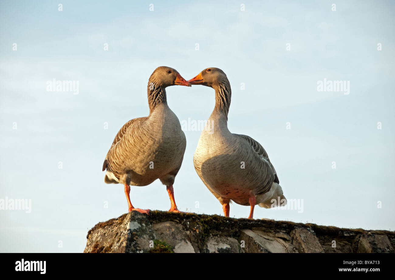 Two Geese rubbing beaks together standing on stone wall. Stock Photo