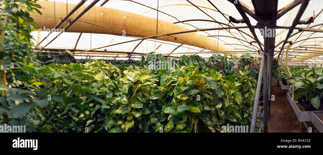 Wafra Kuwait Potplants In Greenhouse Watering System Stock Photo