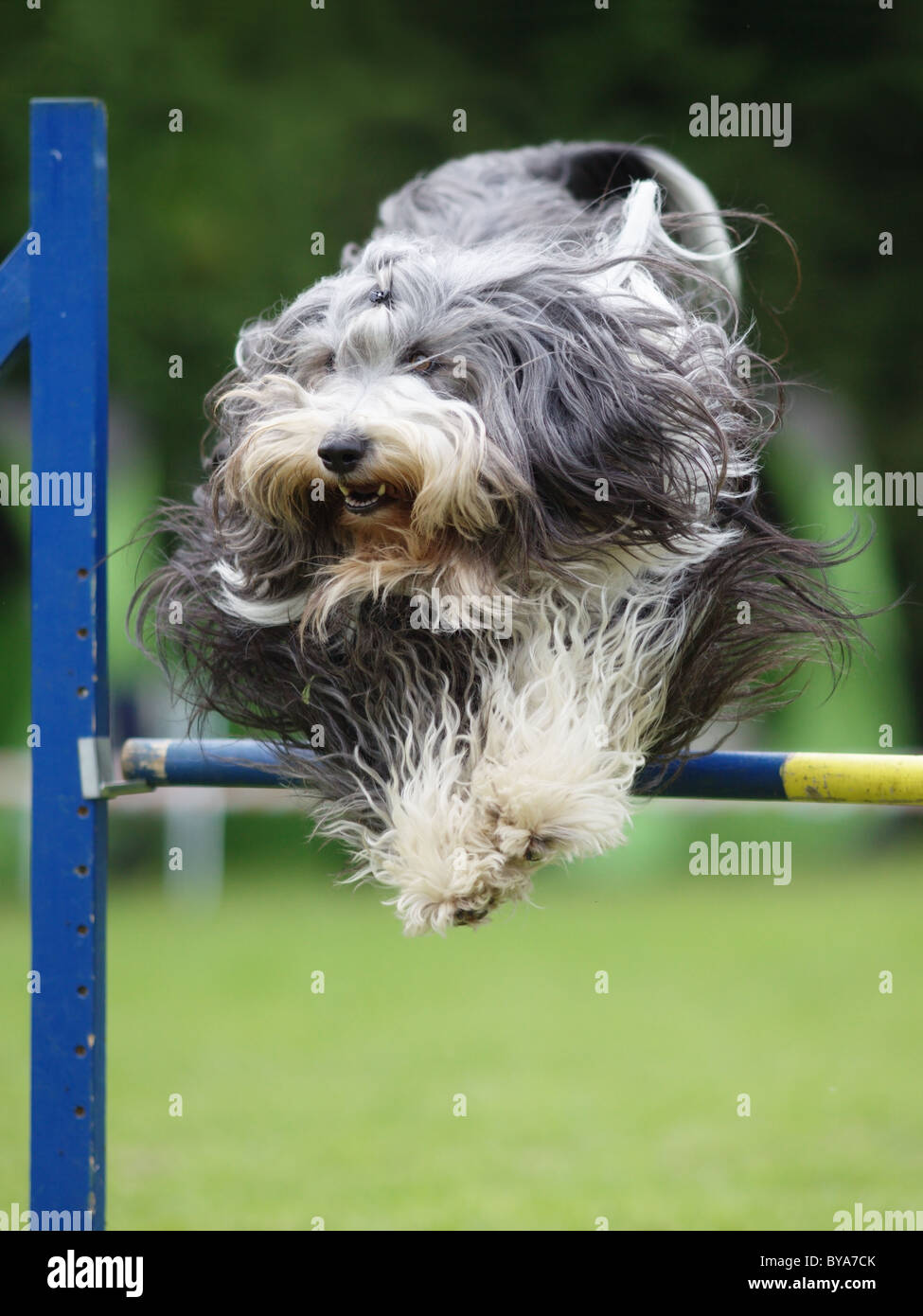 Jumping dog hires stock photography and images Alamy
