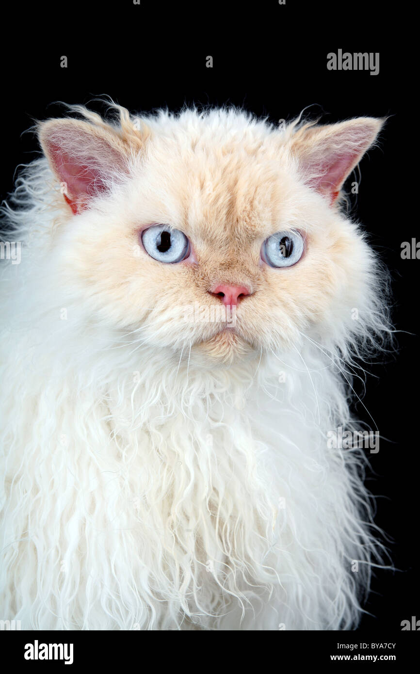 Selkirk Rex cat on black Stock Photo