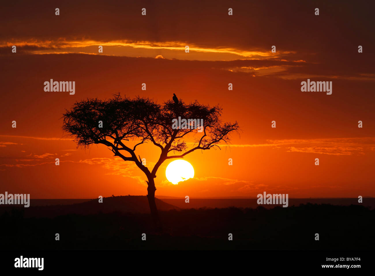 Sunset, Masai Mara, Kenya, Africa Stock Photo - Alamy