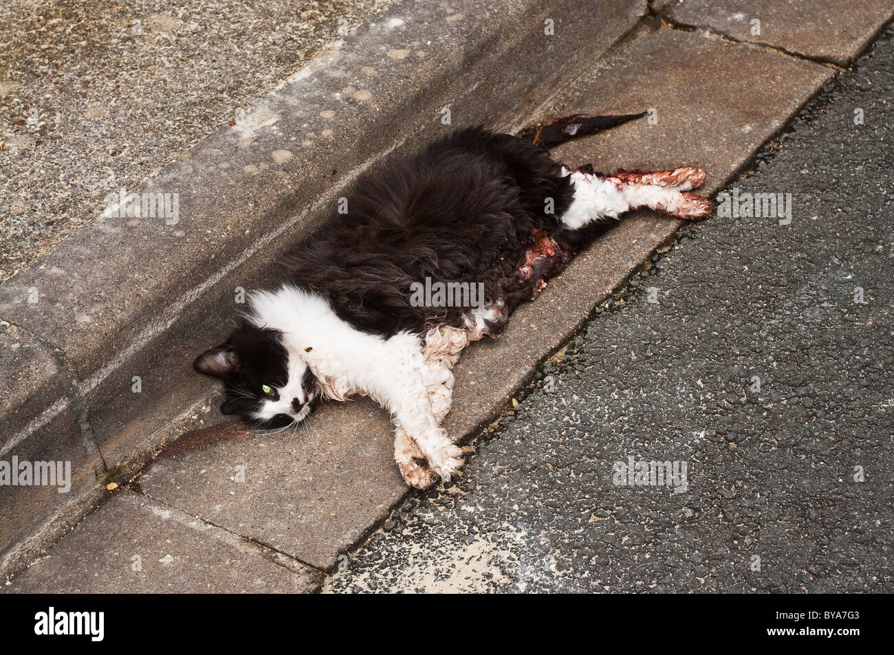 Dead cat hi-res stock photography and images - Alamy