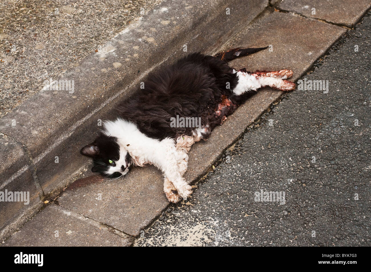 Dead cat in roadside gutter / pet accident victim - France. Stock Photo