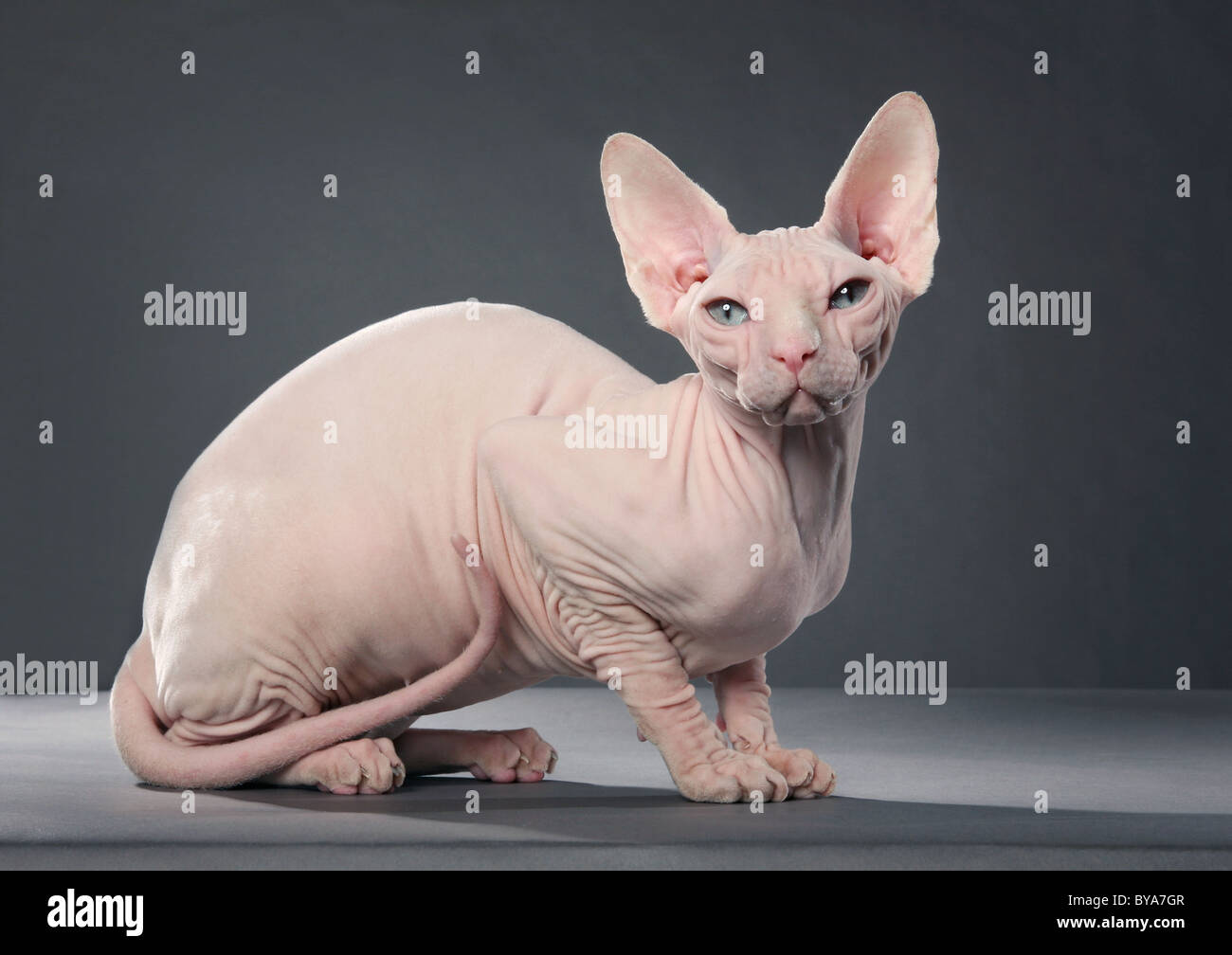 White Sphynx cat Stock Photo