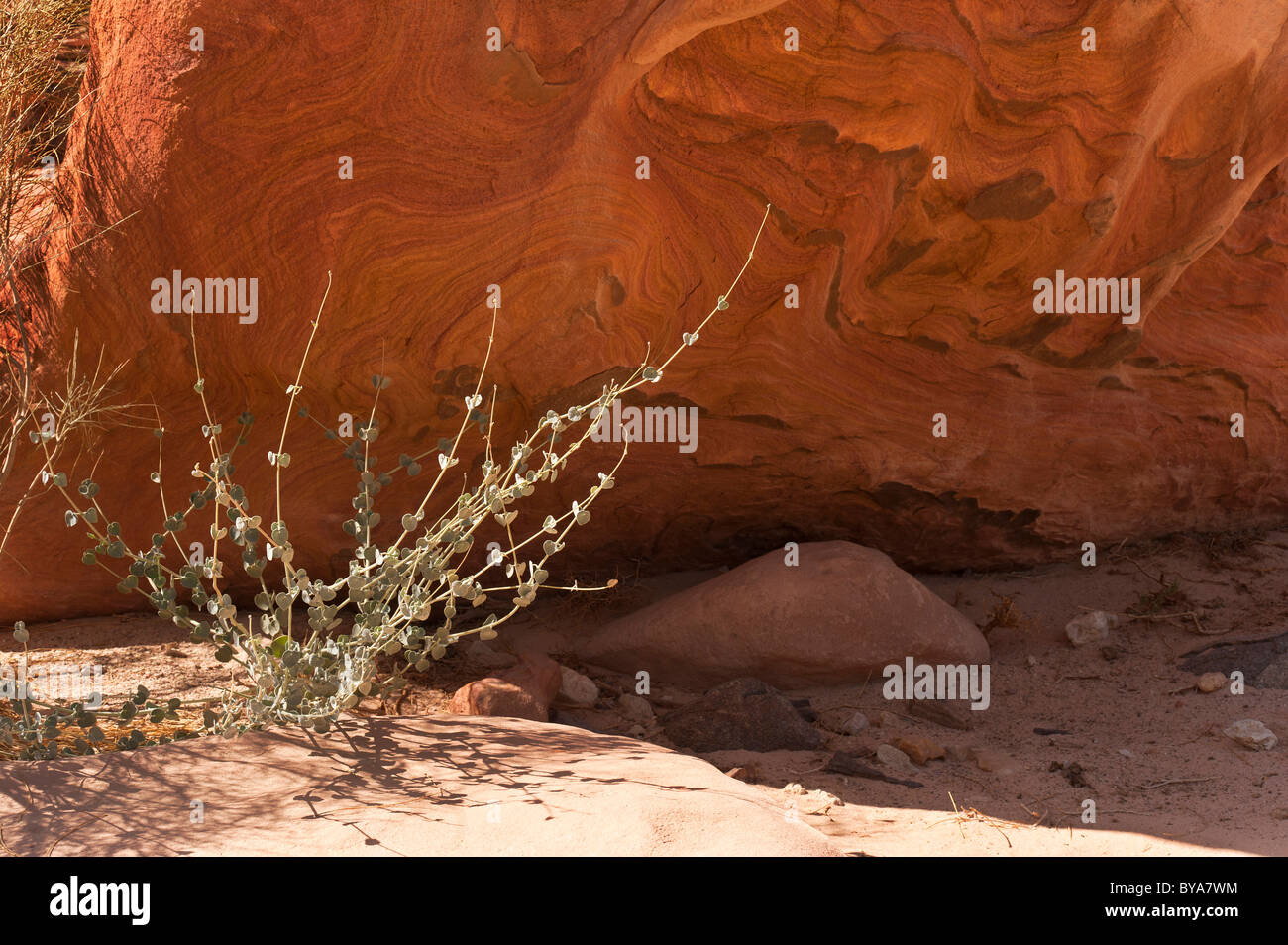 Flora in the White Canyon, panorama, Sinai, Egypt, North Africa Stock Photo