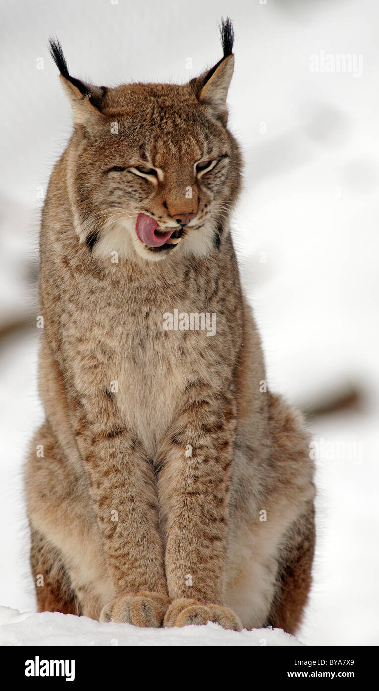 Eurasian Lynx (Lynx lynx) in captivity Stock Photo