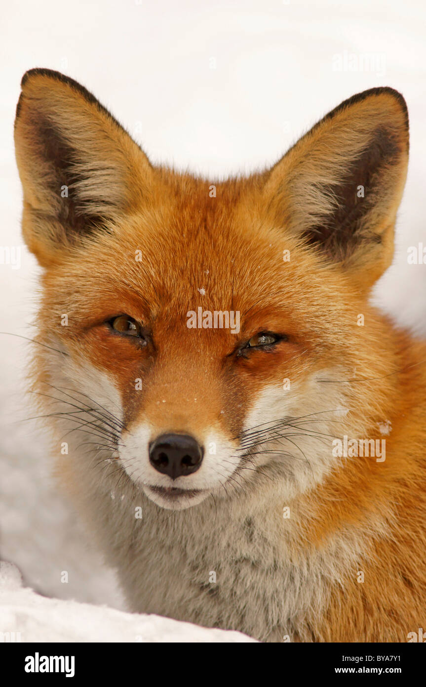 Red Fox (Vulpes vulpes), portrait Stock Photo