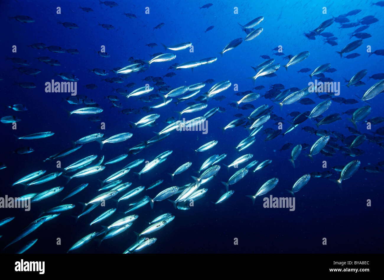School of Sardines - Sardina Pilchardus - swimming in deep blue ocean waters. Stock Photo
