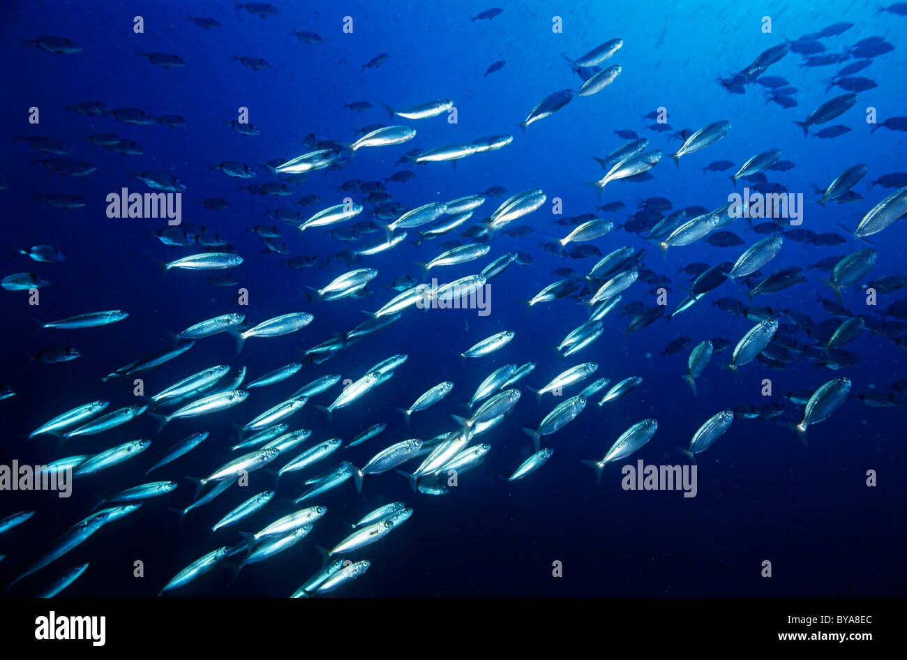 School of Sardines Sardina Pilchardus swimming in deep blue ocean