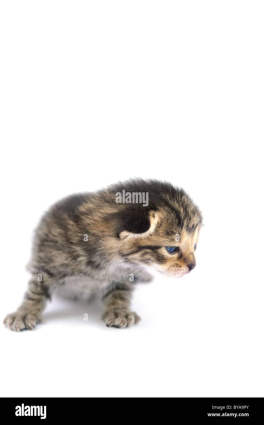 Kitten over white background Stock Photo