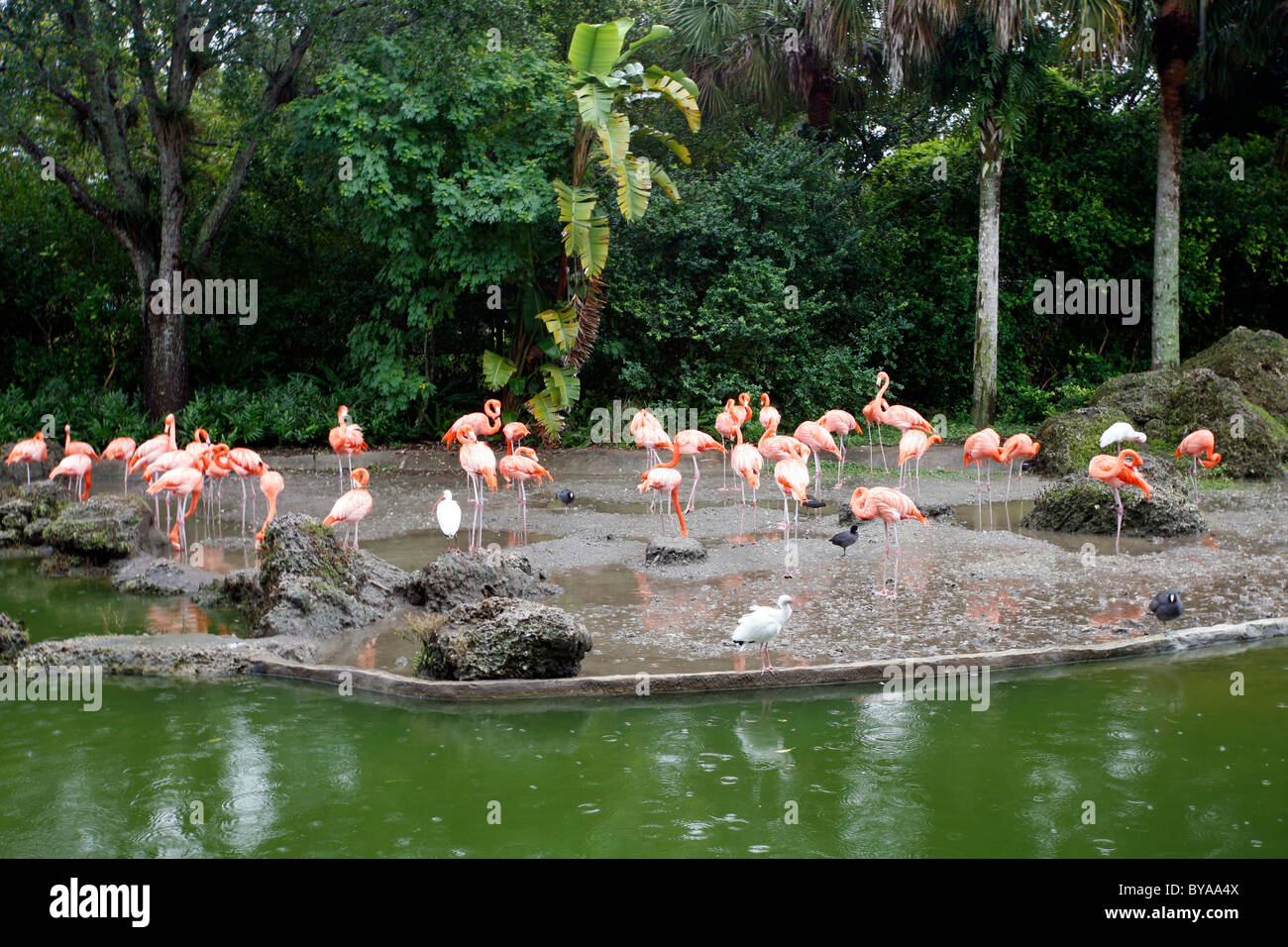 Flamingoes, Miami Metro Zoo, Florida, United States of America, USA Stock Photo