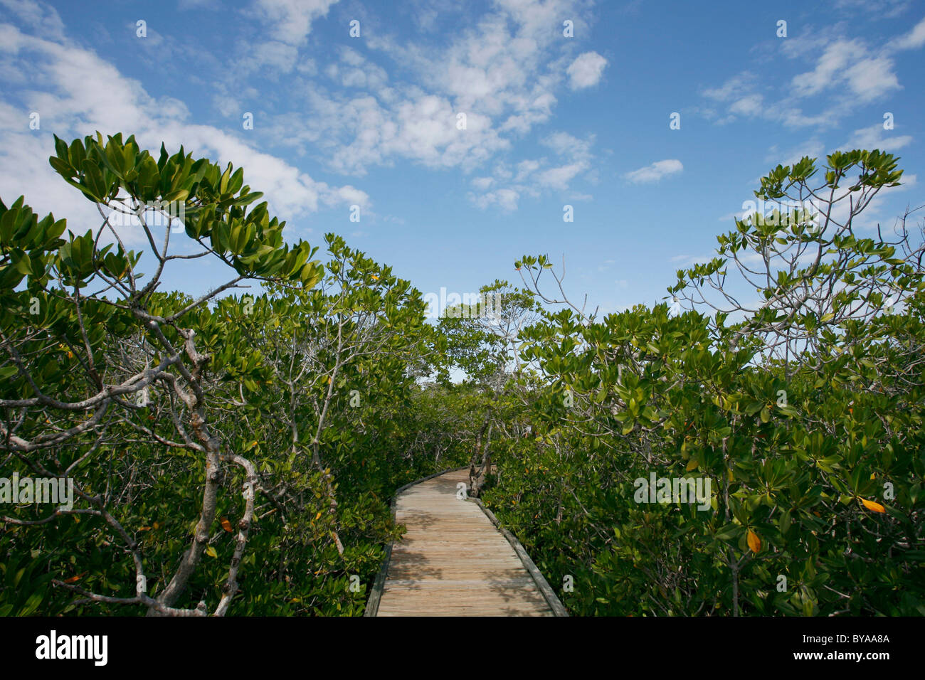 Mangrove Forest, Coral Reef State Park, Florida, United States of America, USA Stock Photo