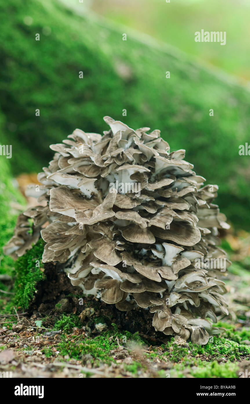 Hen of the woods hires stock photography and images Alamy Hen of the woods hires stock photography and images Alamy