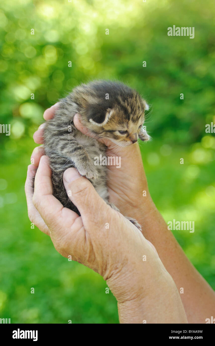 Hands of senior woman holding little cat Stock Photo