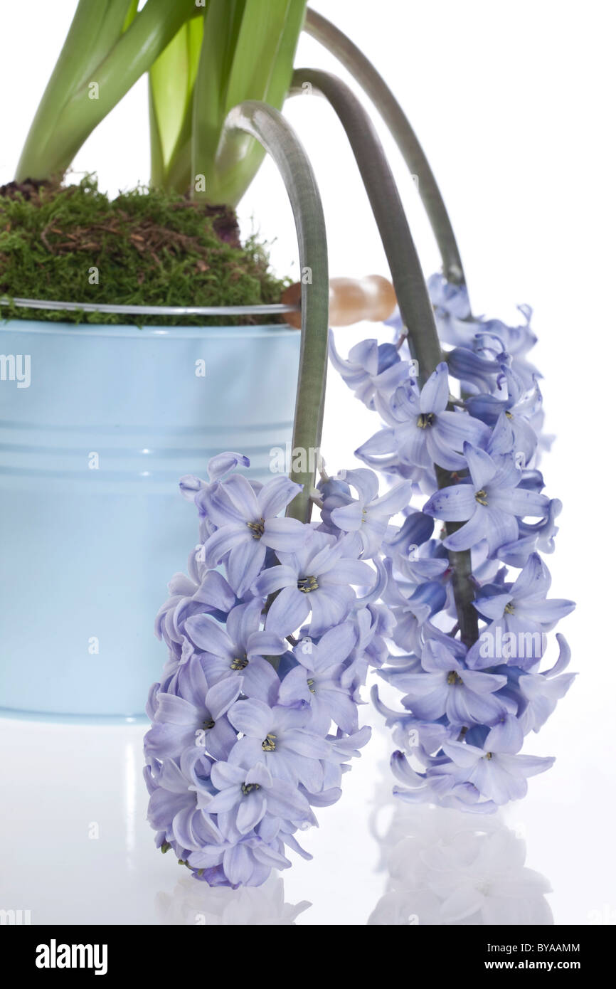 Wilted Hyacinth (Hyacinthus orientalis), a houseplant in a bright blue bucket Stock Photo