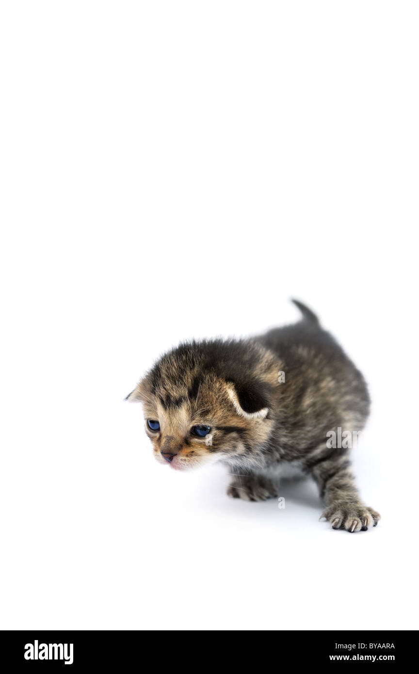 Kitten over white background Stock Photo