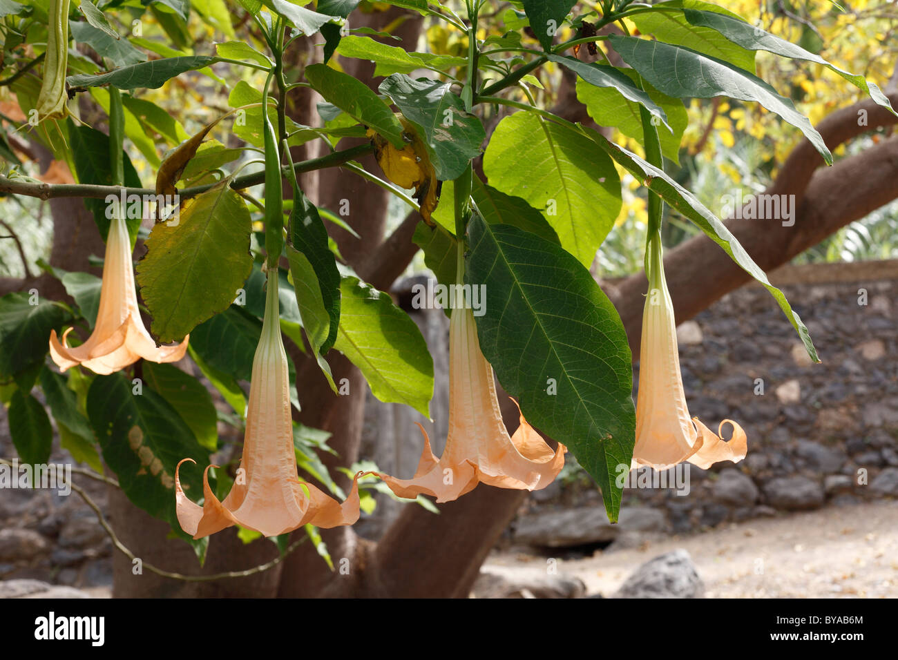 Angel Trumpet (Brugmansia versicolor syn. Datura versicolor), La Gomera, Canary Islands, Spain, Europe Stock Photo