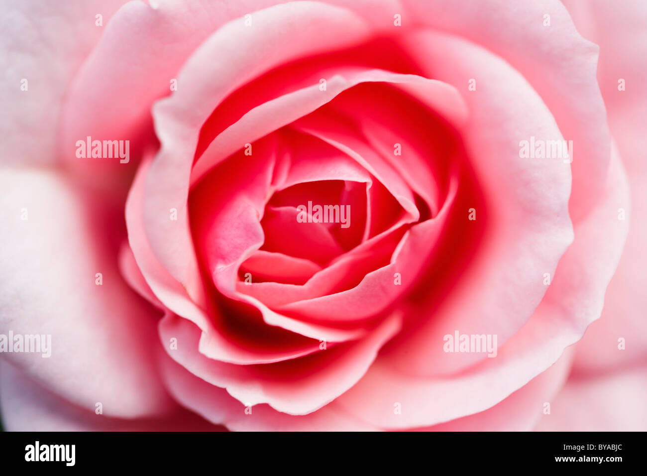 Rose bloom close-up Stock Photo - Alamy