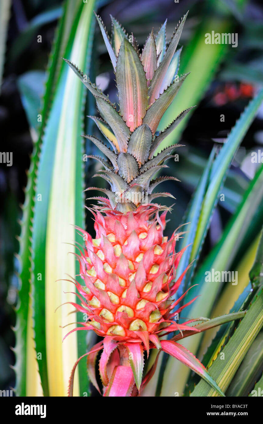 Pineapple (Ananas comosus), inflorescence Stock Photo Alamy