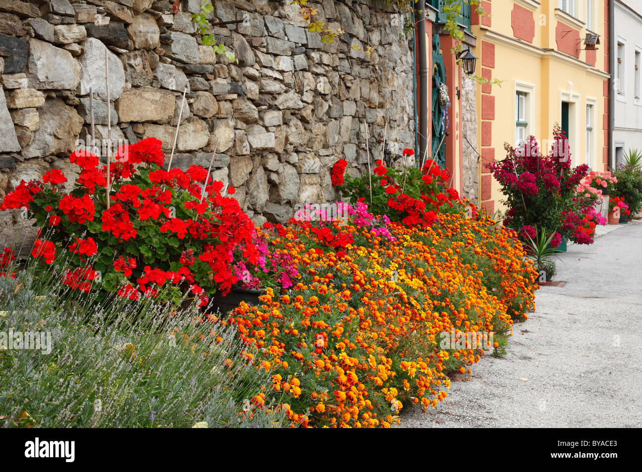 Flowers in front of a wall in the historic town centre of Spitz, Wachau, Waldviertel, Forest Quarter, Lower Austria, Austria Stock Photo