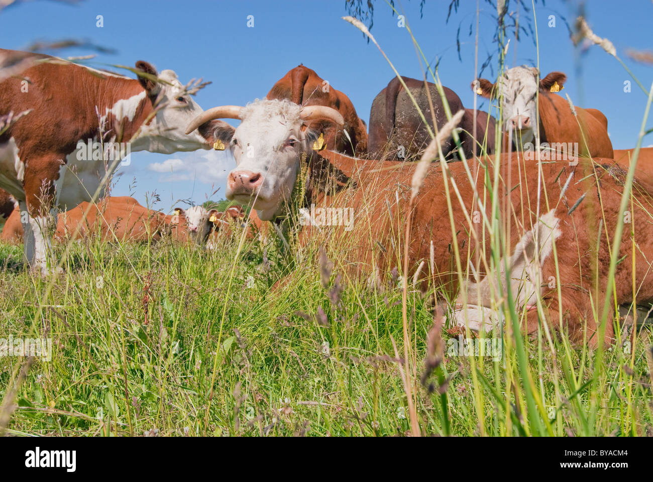 Cows on a meadow, Sweden Stock Photo