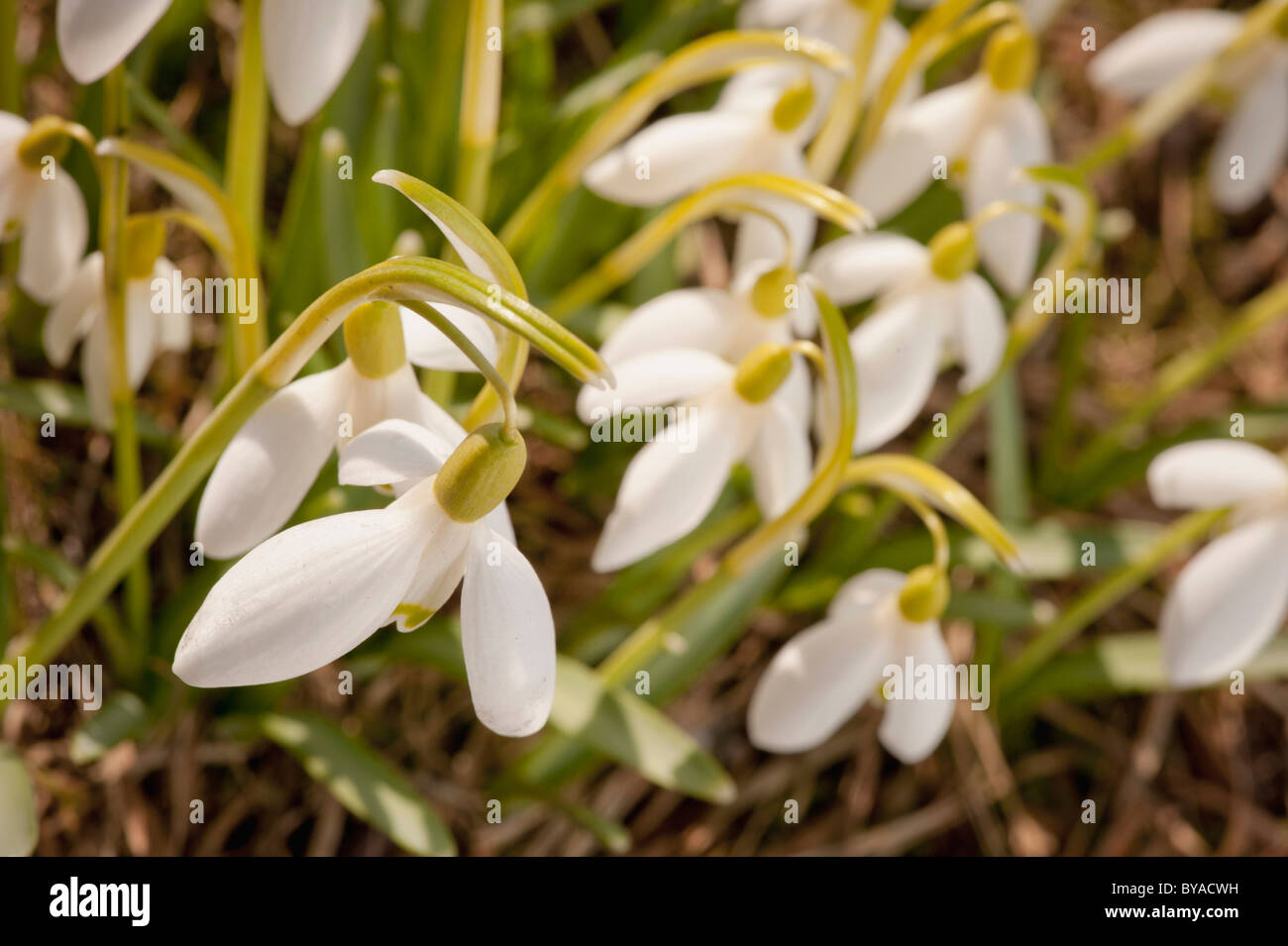 Common Snowdrop (Galanthus nivalis), Sweden Stock Photo