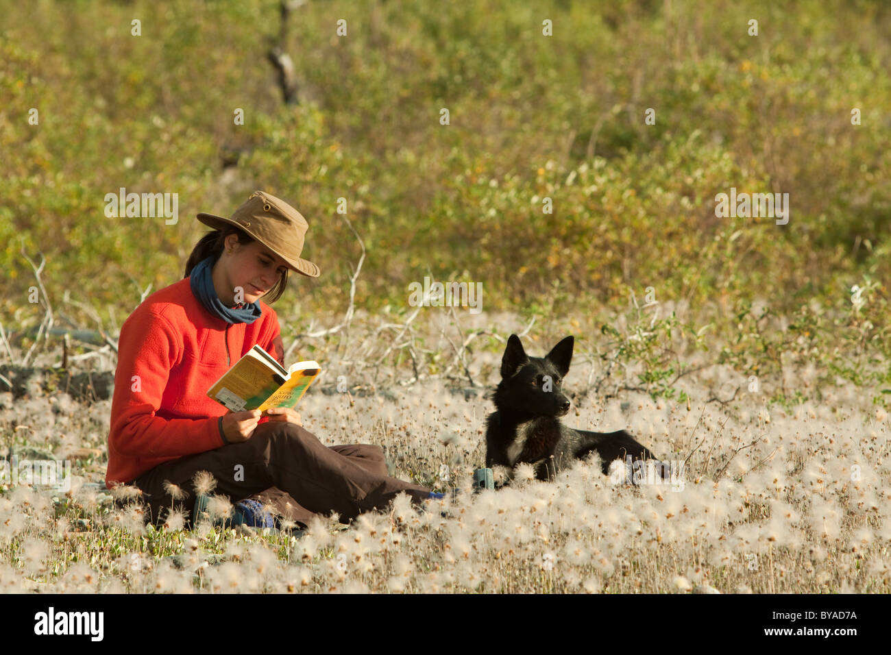 Young woman reading a book, relaxing, sitting in the grass, her dog, Alaskan Husky, beside her, Cotton Grass, Wind River Stock Photo