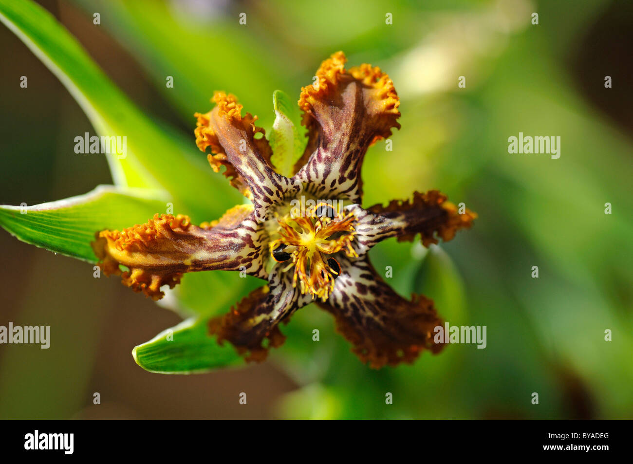 Black Flag or Spider Iris (Ferraria crispa), Namaqualand, South Africa, Africa Stock Photo