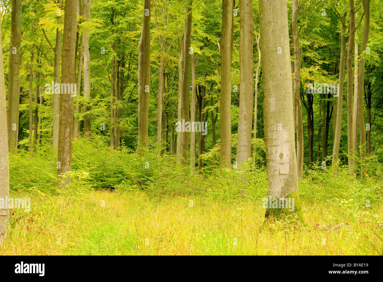Buchenwald im Herbst - beech forest in fall 21 Stock Photo