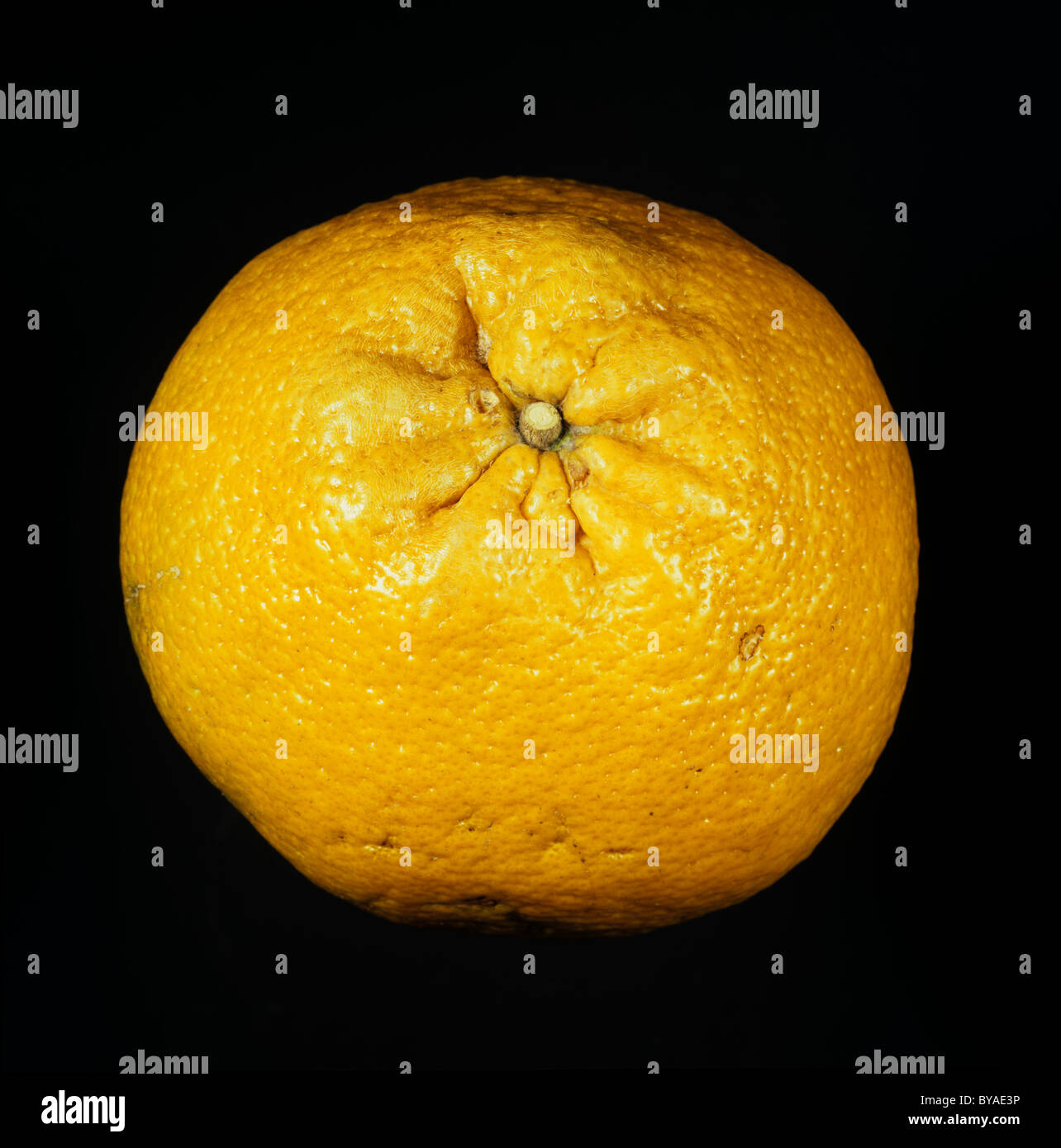 Whole ugli fruit, a cross between a tangerine and a grapefruit Stock Photo