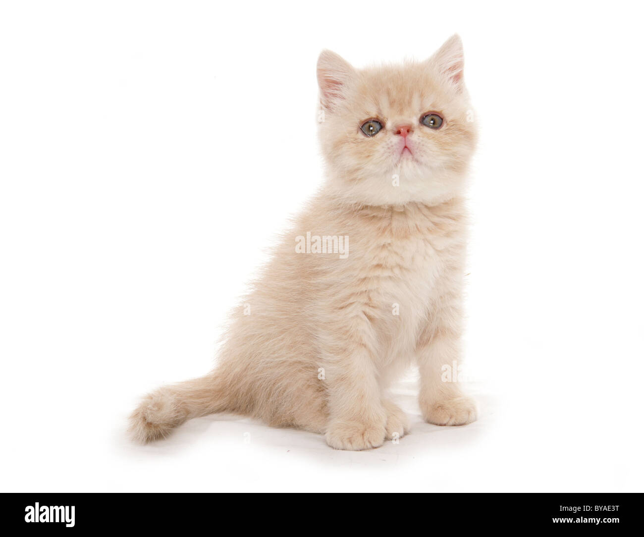 exotic kitten portrait taken in a studio Stock Photo Alamy