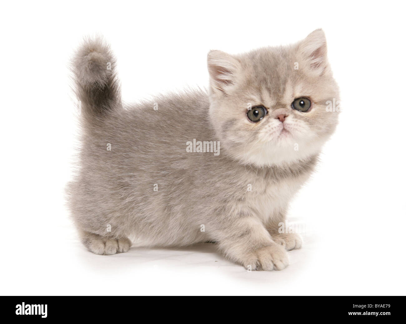 exotic kitten portrait taken in a studio Stock Photo Alamy