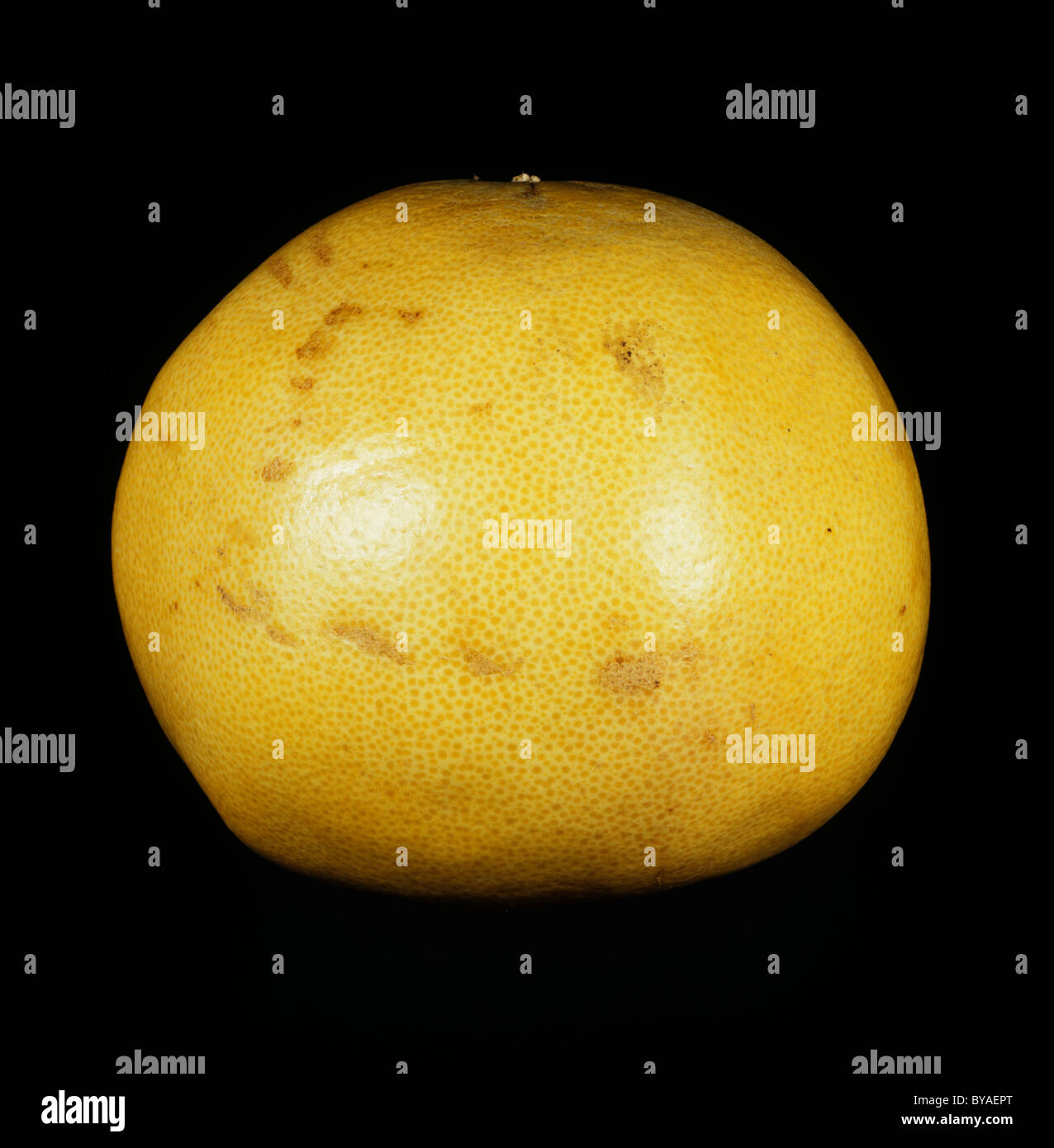 Whole pinkfleshed pummelo, pomelo or pommelo fruit Stock Photo Alamy