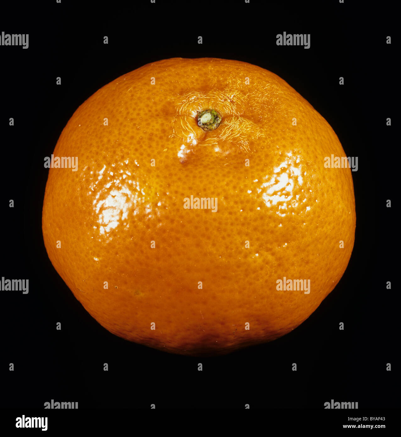 Whole tangerine fruit variety Dancy Stock Photo