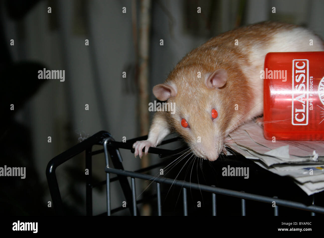 rat on top of cage Stock Photo