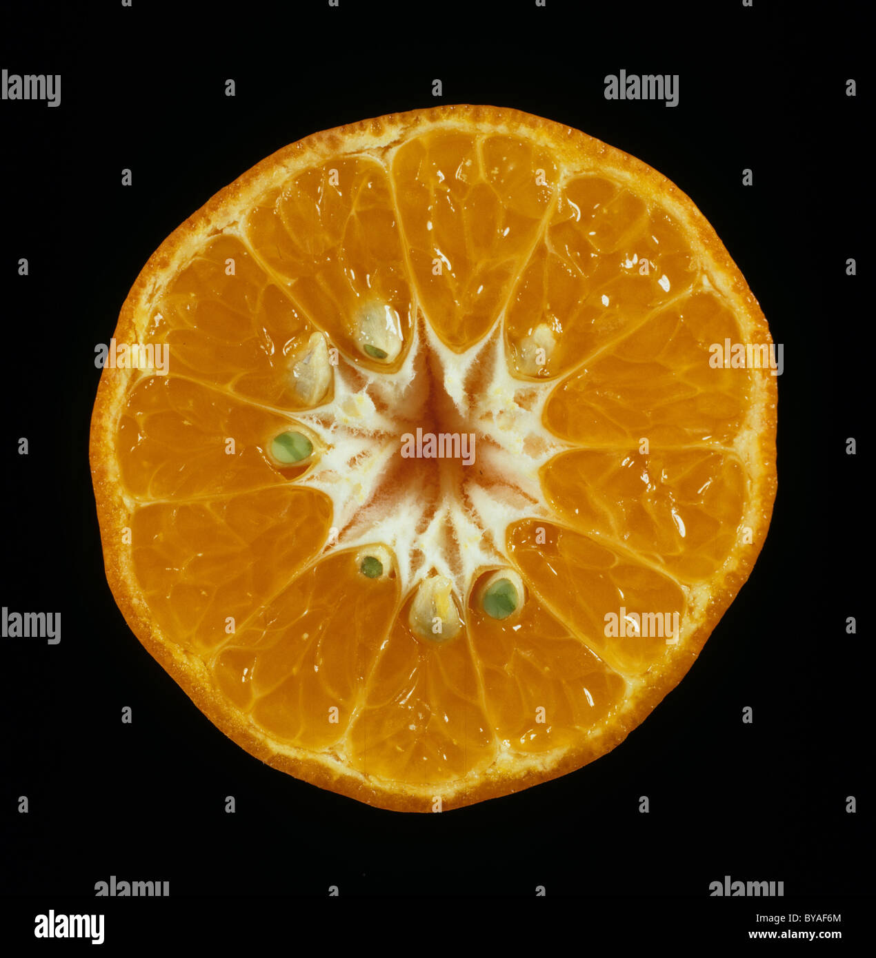 Cut section of tangerine fruit variety Dancy Stock Photo