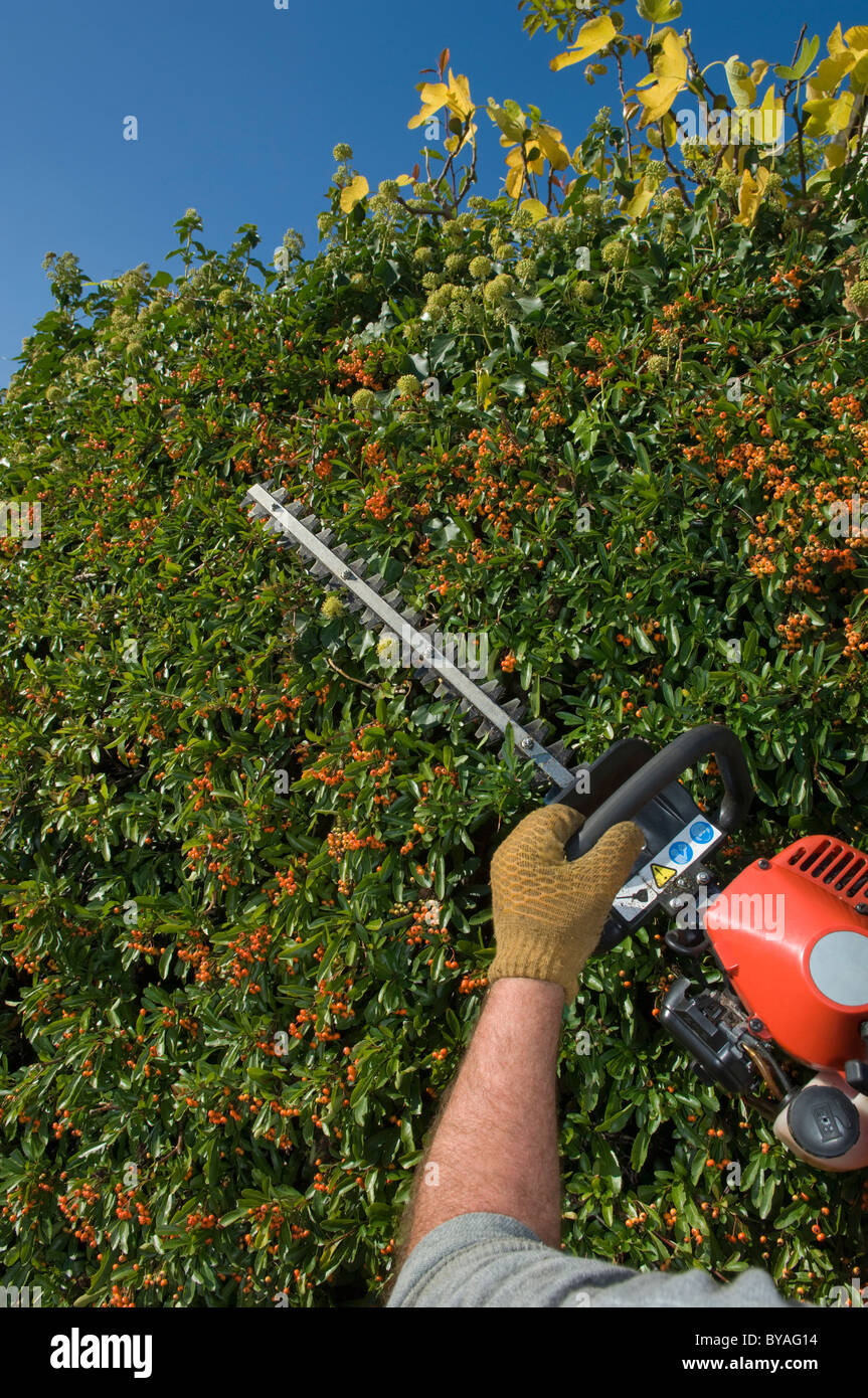 Gardener hedge cutting Stock Photo