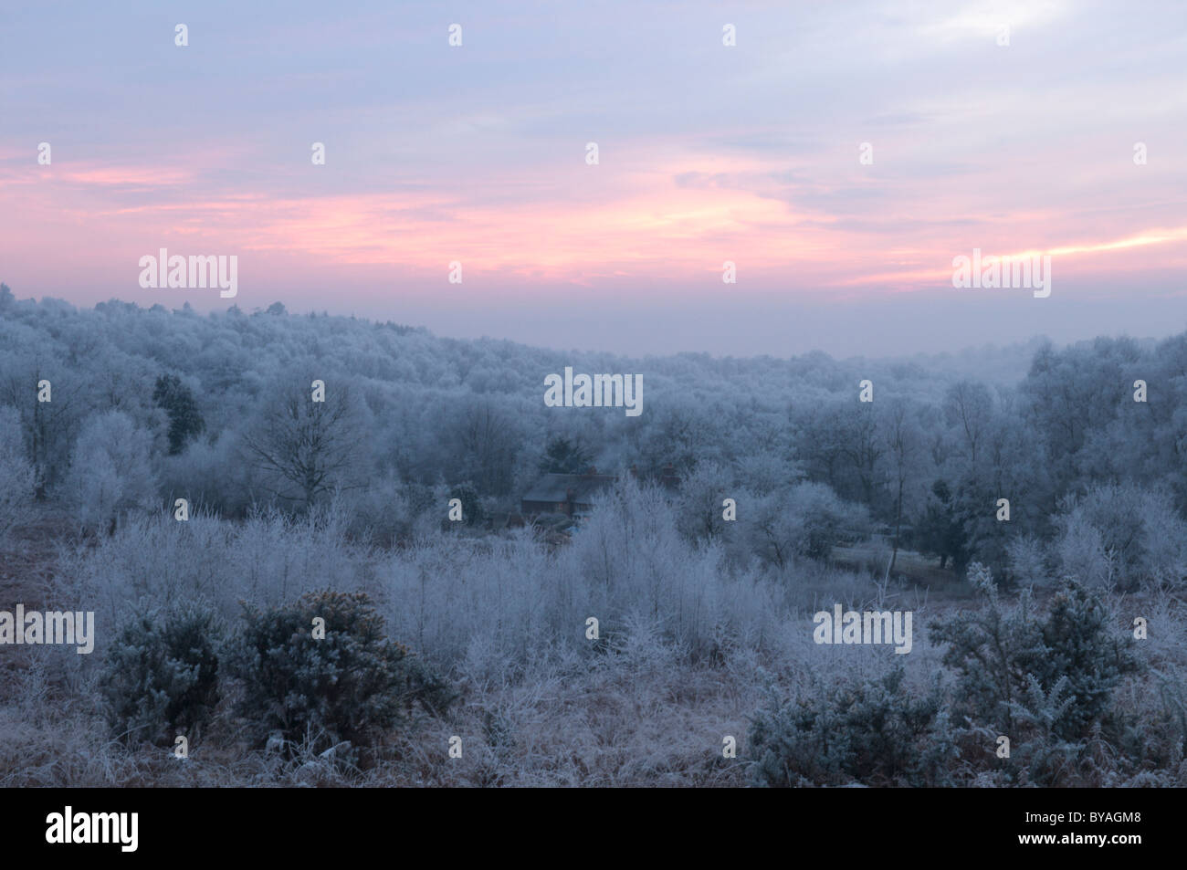 Hoar frost on trees. Woolbeding Common, near Midhurst, West Sussex, UK. January. Dusk at sunset. Stock Photo