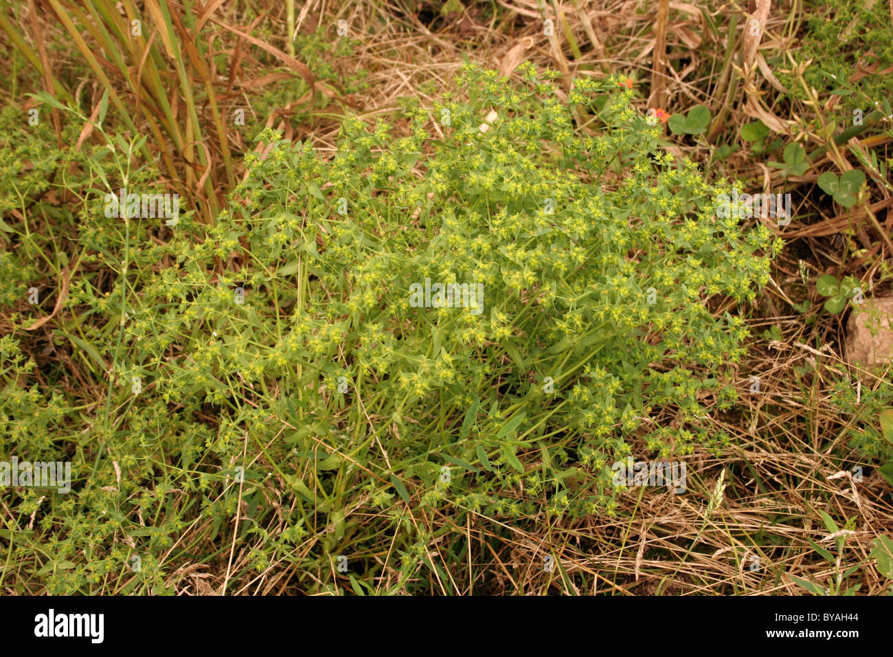 Dwarf spurge (Euphorbia exigua : Euphorbiaceae) in a cornfield, UK. Stock Photo