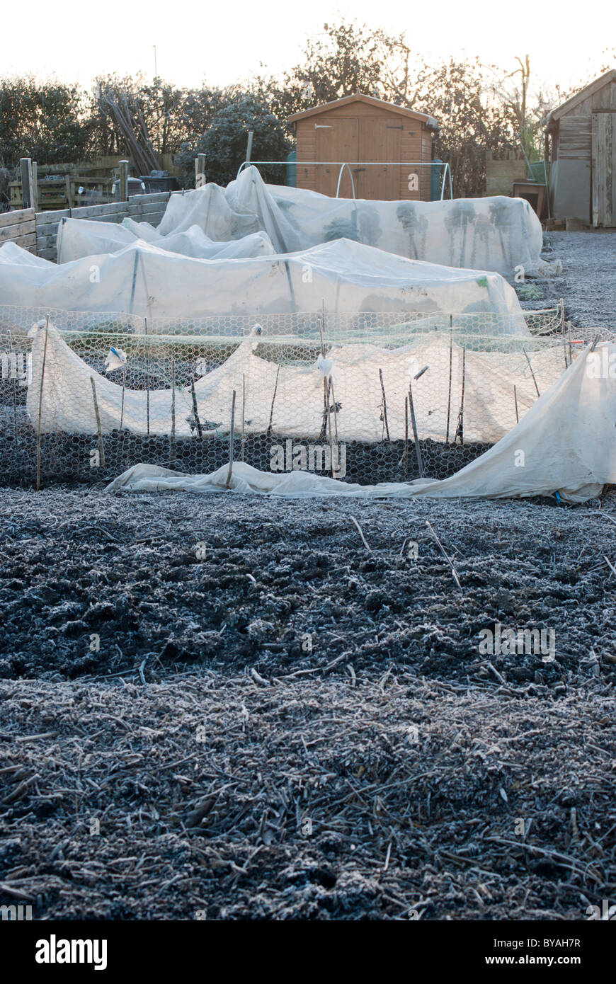 Garden fleece being used as frost protection on an allotment Stock Photo