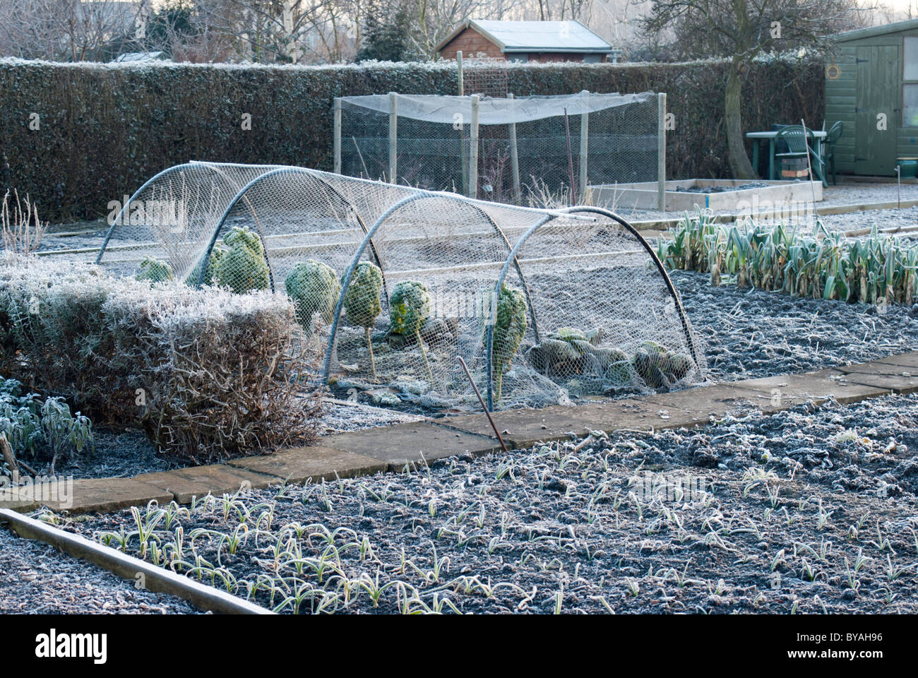 Protecting crops from birds using netting over hoops on an allotment