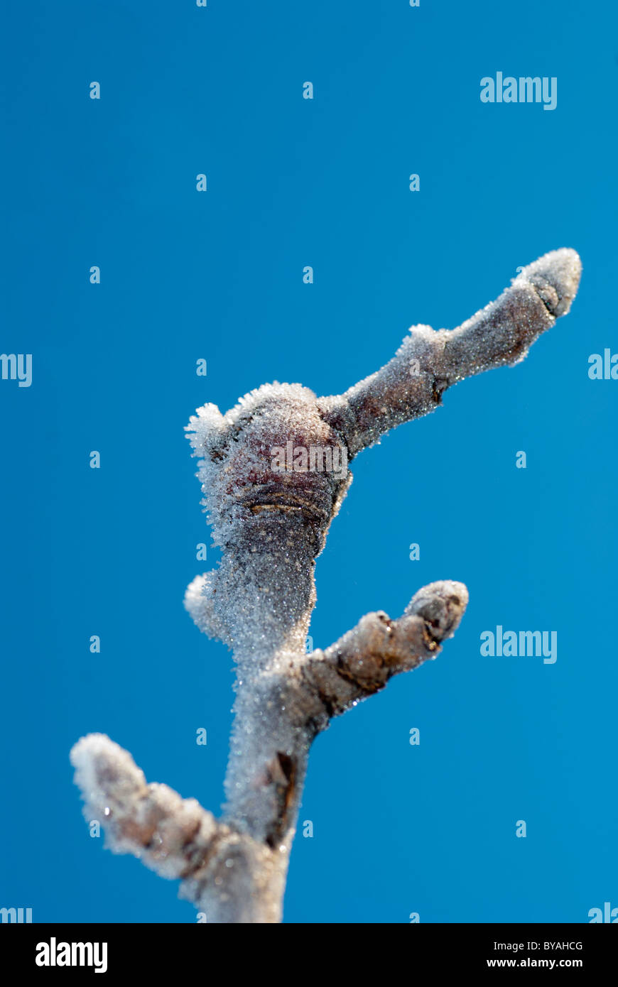 Tip of a branch of a Bramley apple tree. Stock Photo