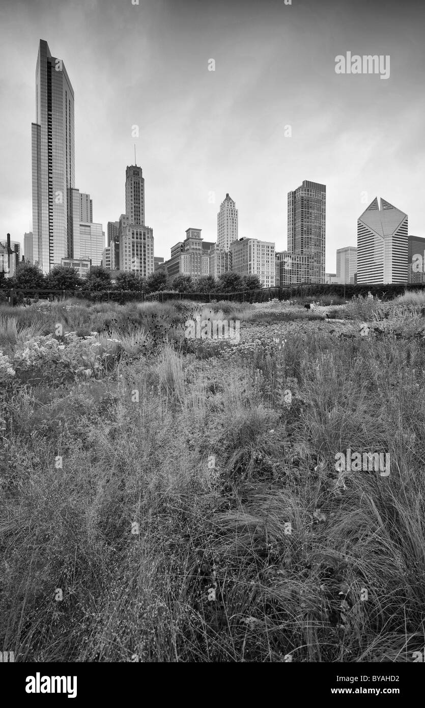Black and white, view of Lurie Garden, Millennium Park, skyline with