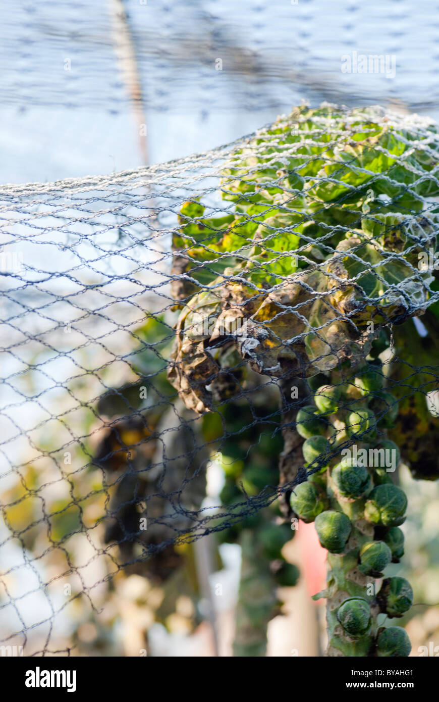 Netting brassica hires stock photography and images Alamy