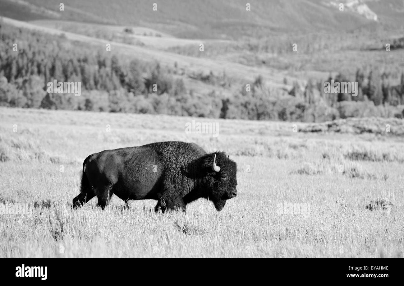 Black and white, American Bison (Bison bison) bull, buffalo, Grand Teton National Park, Wyoming, United States of America, USA Stock Photo