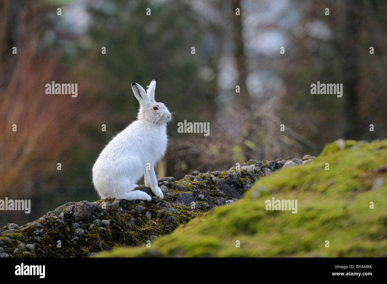 Alpine Hare (Lepus timidus varronis) in its winter pelage Stock Photo