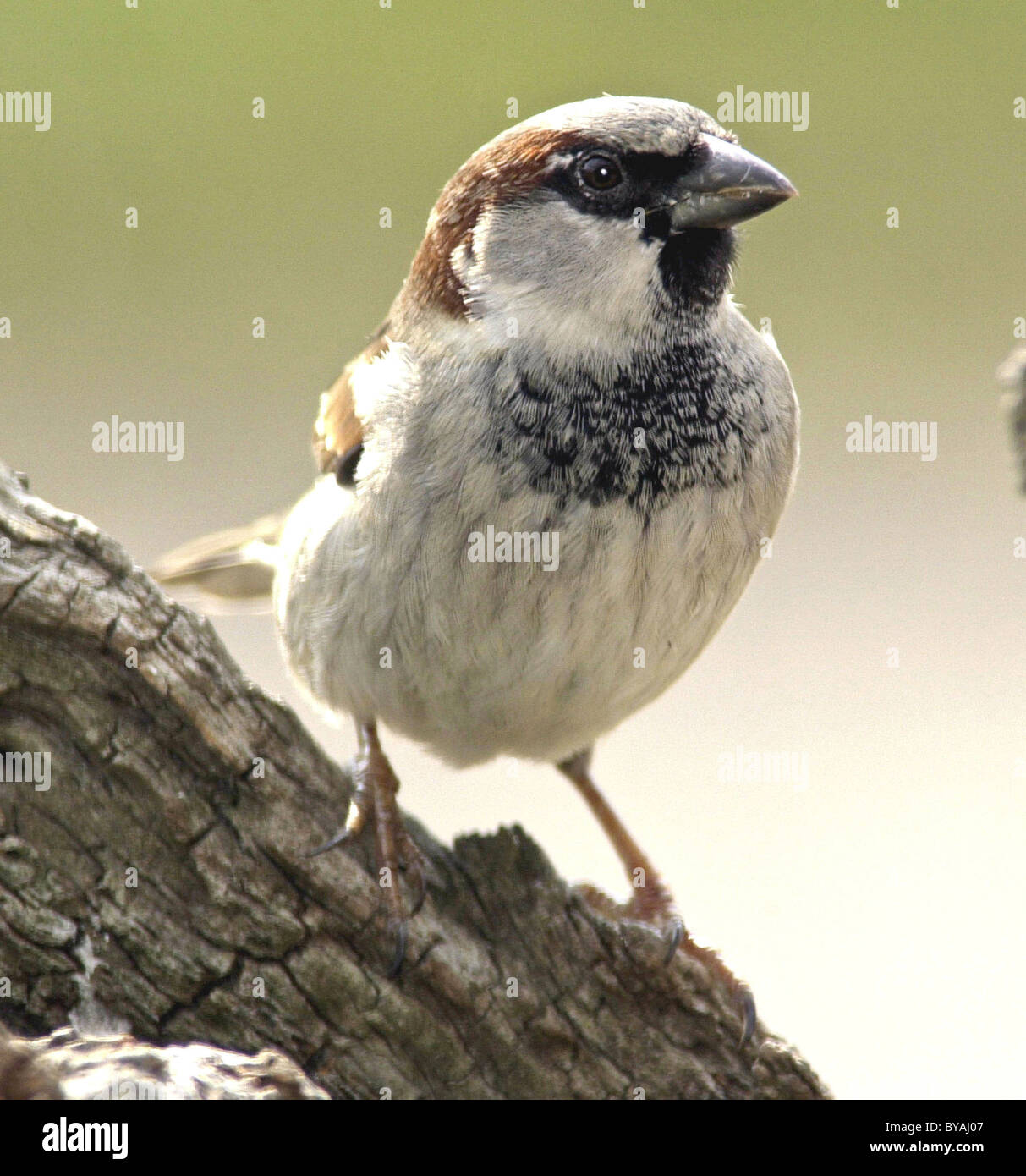 SPARROW House Sparrow (Passer domesticus) Well loved British bird now in serious decline. Mature male. Stock Photo
