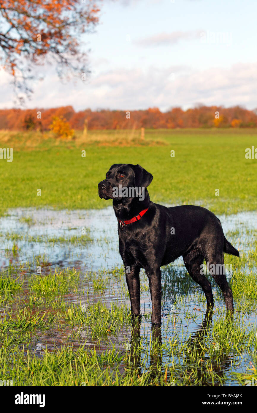 Black Labrador Retriever Dog Canis Lupus Familiaris Male In A