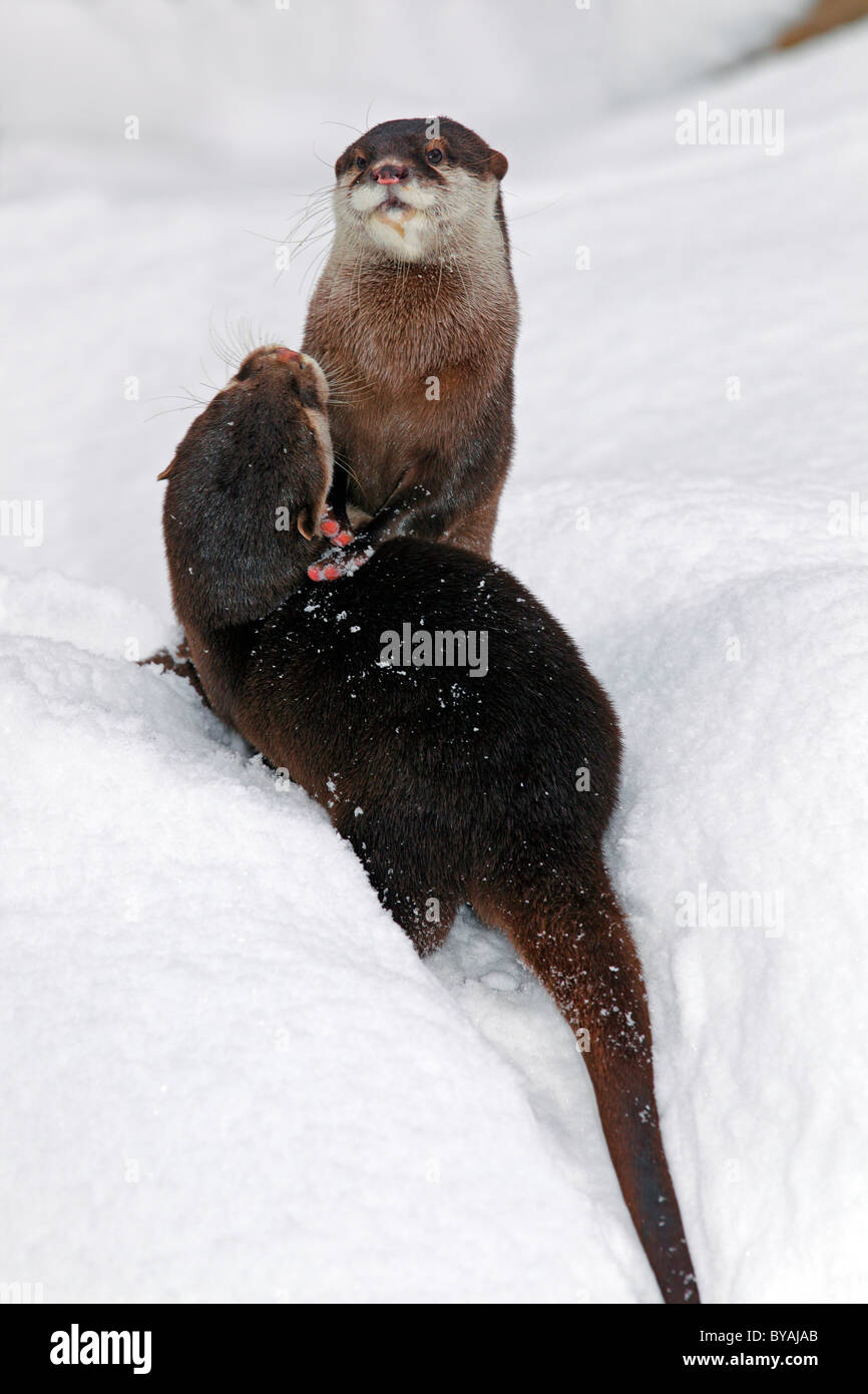 Asian Small-clawed Otter, Oriental Small-clawed Otter, Oriental Short-clawed Otters (Aonyx cinerea) (Amblonyx cinerea) two in Stock Photo