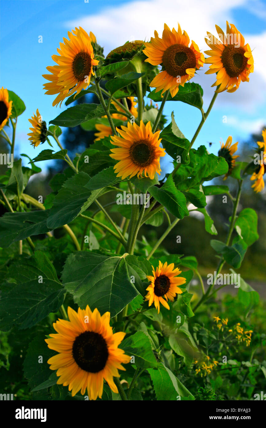 Sunflowers Blowing In The Wind Stock Photo Alamy